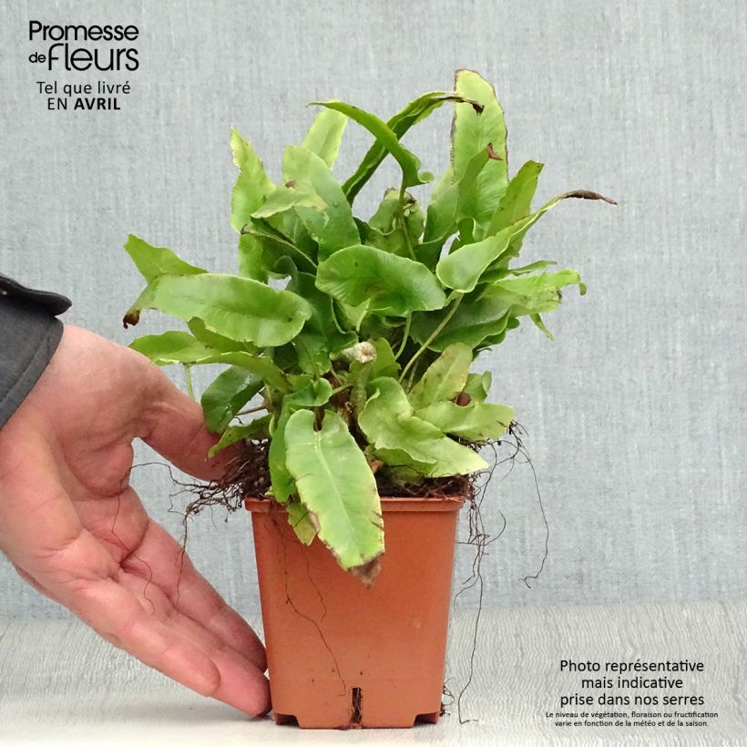 Asplenium scolopendrium Undulatum Group - Lingua di cervo Vasetto da 8/9 cm esemplare consegnato in primavera