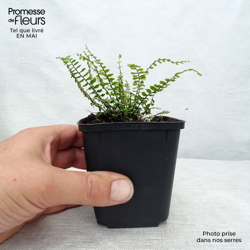 Example of Asplenium trichomanes - Asplenio tricomane Vasetto da 8/9 cm as you get in printemps