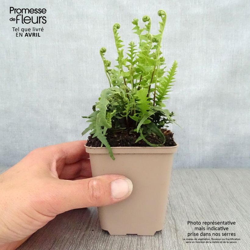 Example of Asplenium ebenoides - Felce Vasetto da 8/9 cm as you get in printemps