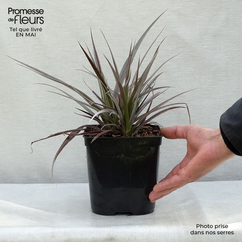 Example of Astelia Red Shadow Vaso da 2L/3L as you get in printemps