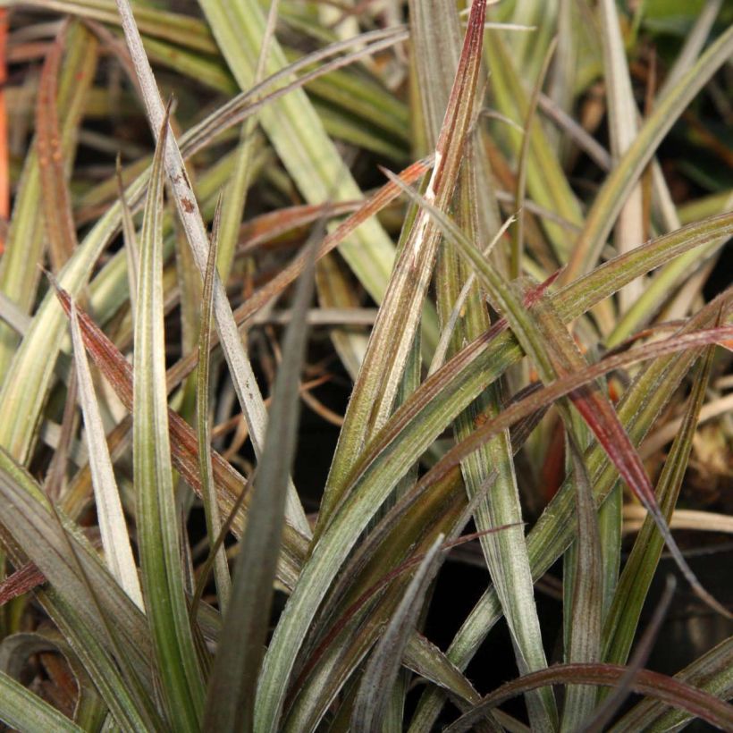 Astelia nivicola Red devil (Foliage)