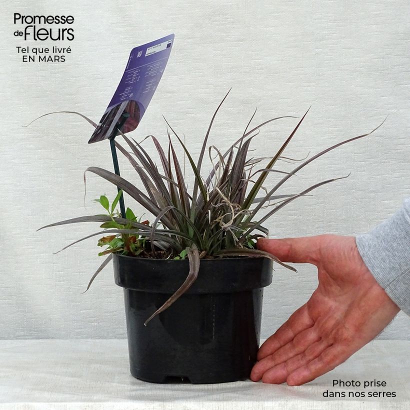 Example of Astelia nivicola Red devil Vaso da 2L/3L as you get in printemps