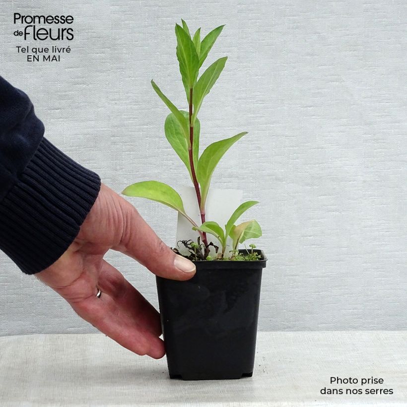 Aster JS Bart's Blue Beauty Vasetto da 8/9 cm esemplare consegnato in primavera