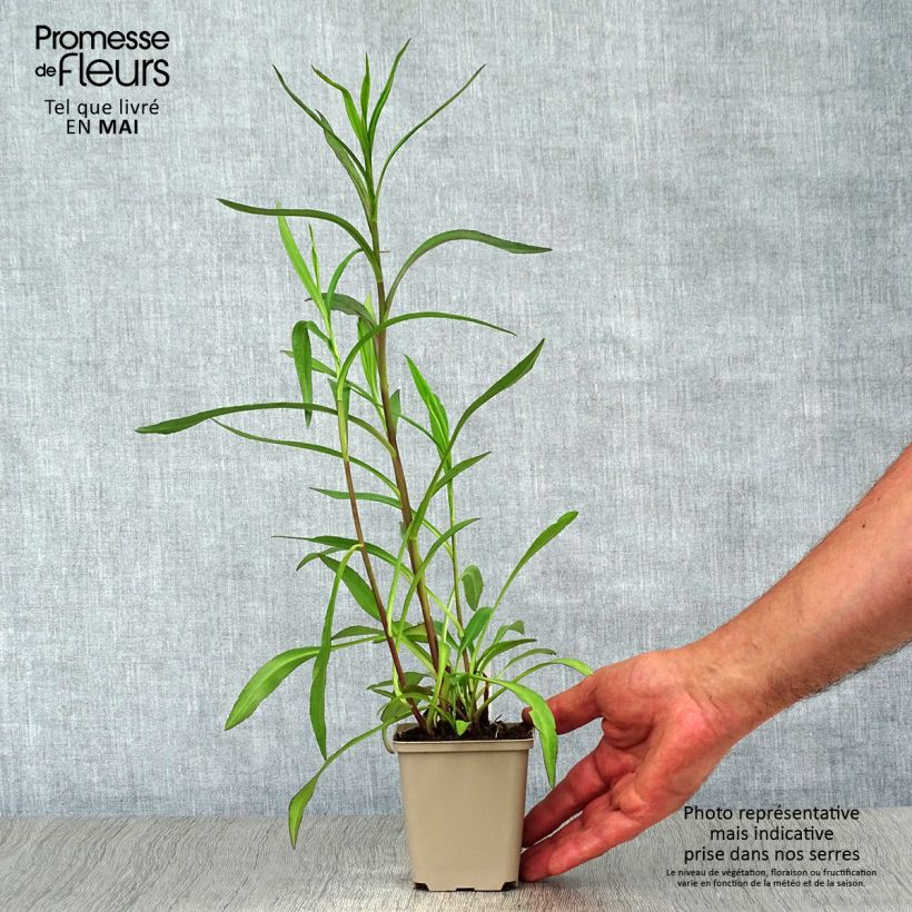 Aster Le Vasterival Vasetto da 8/9 cm esemplare consegnato in primavera