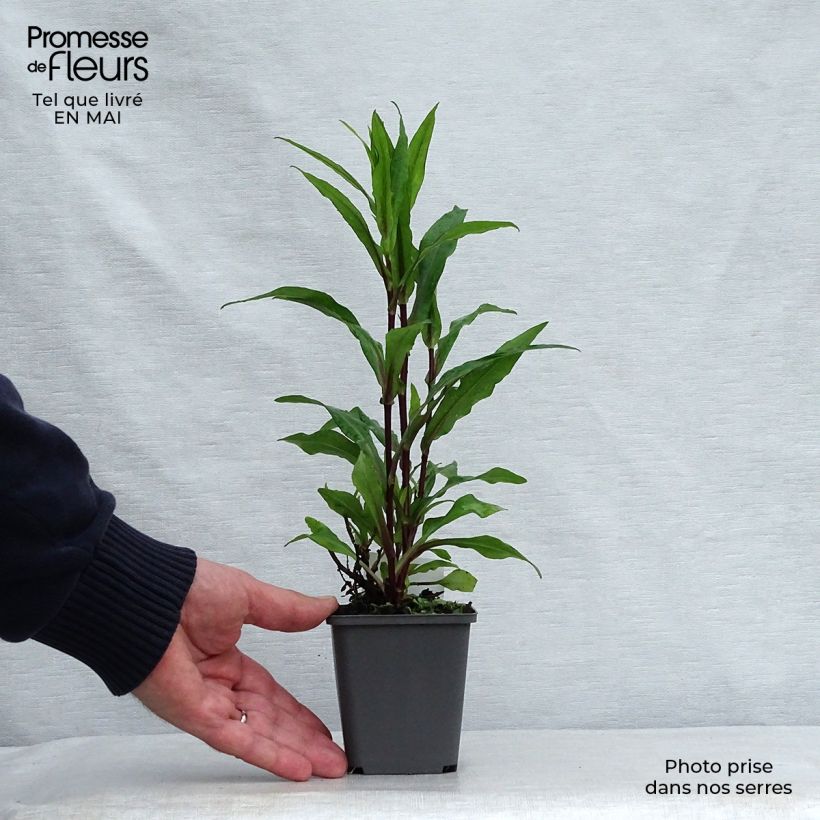 Example of Aster novi-belgii Fellowship - Astro settembrino Vasetto da 8/9 cm as you get in printemps