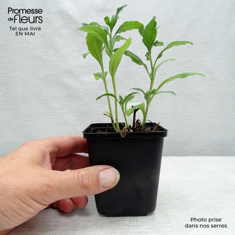 Example of Aster ageratoides Ashvi Vasetto da 8/9 cm as you get in printemps