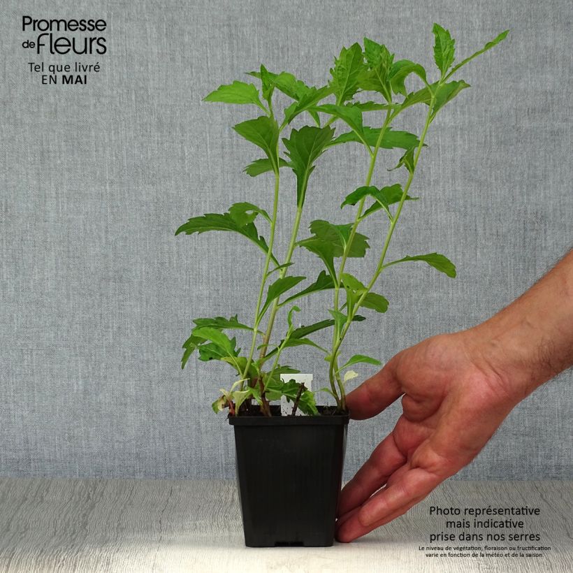 Example of Aster ageratoides Asran Vasetto da 8/9 cm as you get in printemps