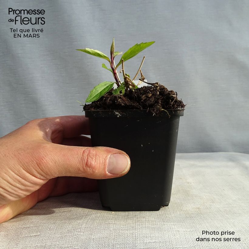 Example of Aster ageratoides Ezo Murasaki Vasetto da 8/9 cm as you get in printemps