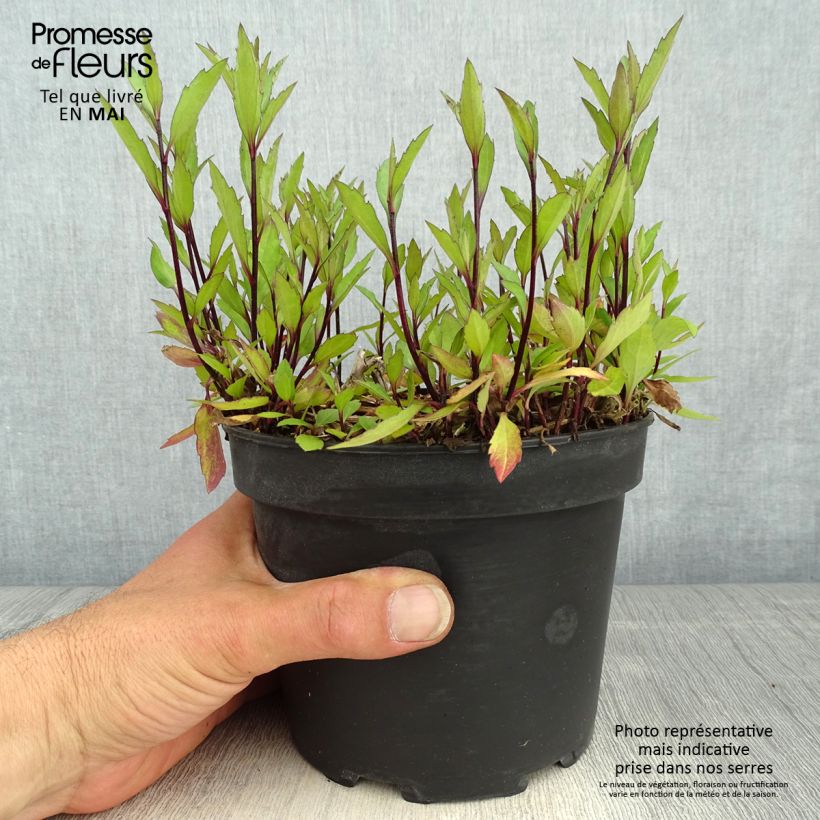 Example of Aster ageratoides Ezo Murasaki Vaso da 2L/3L as you get in printemps