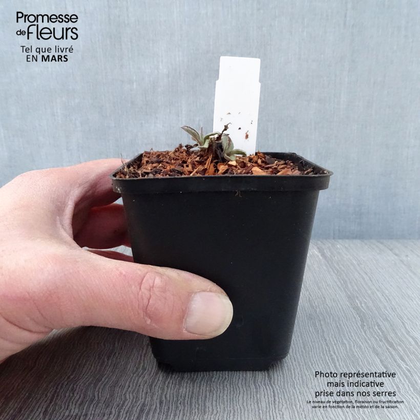 Example of Aster ageratoides Harry Schmidt Vasetto da 8/9 cm as you get in printemps