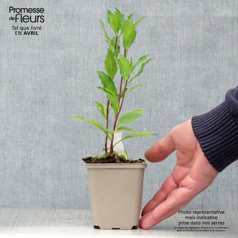 Example of Aster ageratoides Stardust Vasetto da 8/9 cm as you get in printemps