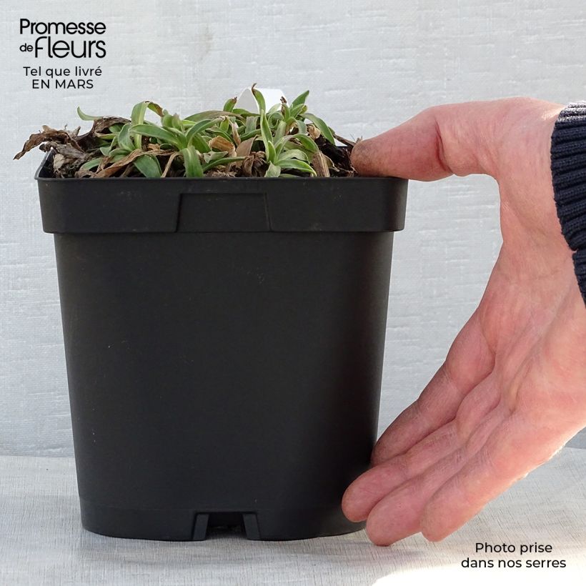 Aster alpinus Dunkle Schöne - Astro alpino Vaso da 2L/3L esemplare consegnato in primavera