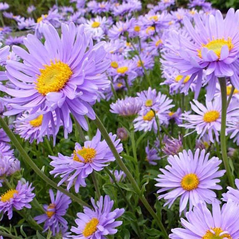 Aster alpinus Goliath - Astro alpino (Fioritura)
