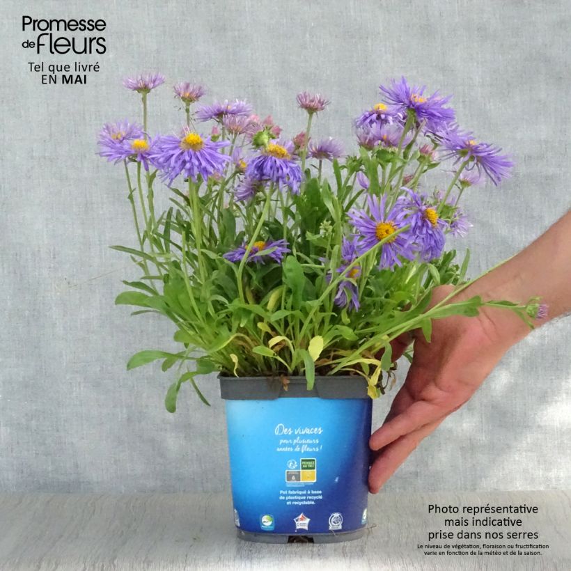 Aster alpinus Goliath - Astro alpino Vaso da 2L/3L esemplare consegnato in primavera