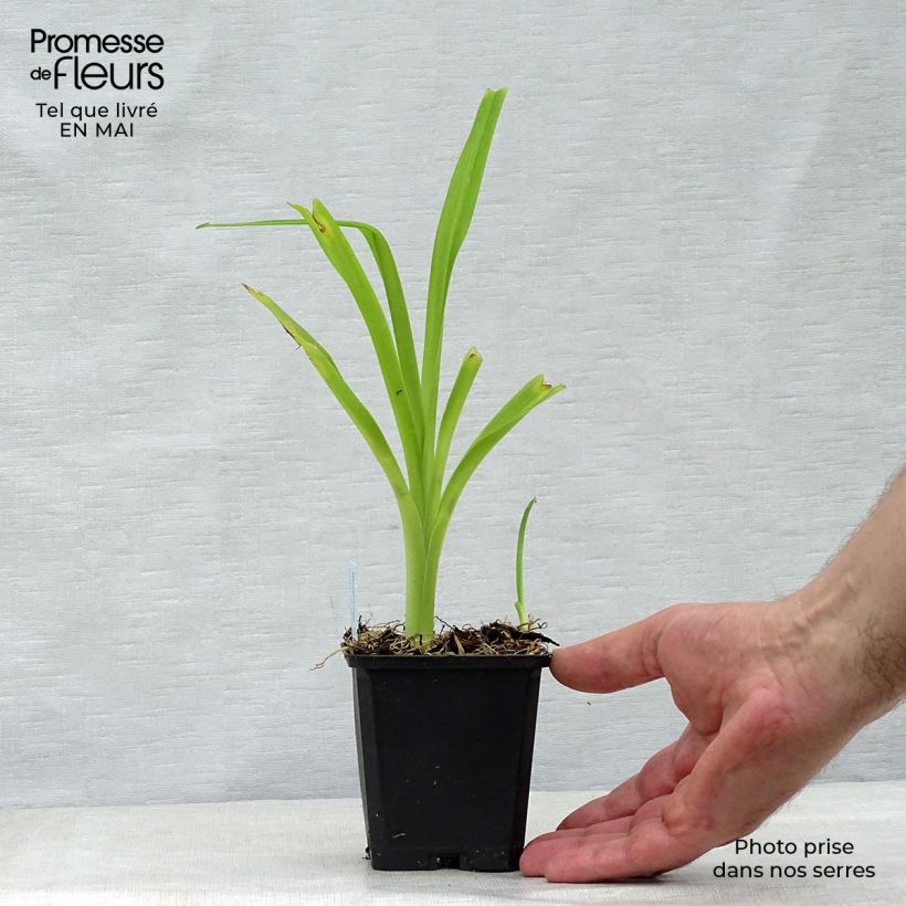 Aster alpinus Goliath - Astro alpino Vasetto da 8/9 cm esemplare consegnato in primavera