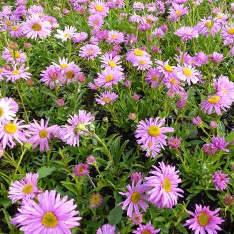 Aster alpinus Happy End - Astro alpino (Plant habit)
