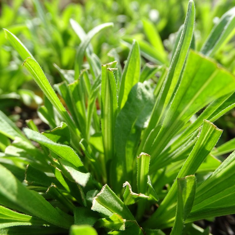 Aster alpinus Pinkie - Astro alpino (Fogliame)