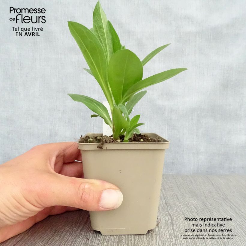 Aster amellus King George - Astro di Virgilio Vasetto da 8/9 cm esemplare consegnato in primavera