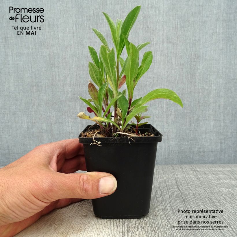 Aster amellus Rudolf Goethe - Astro di Virgilio Vasetto da 8/9 cm esemplare consegnato in primavera