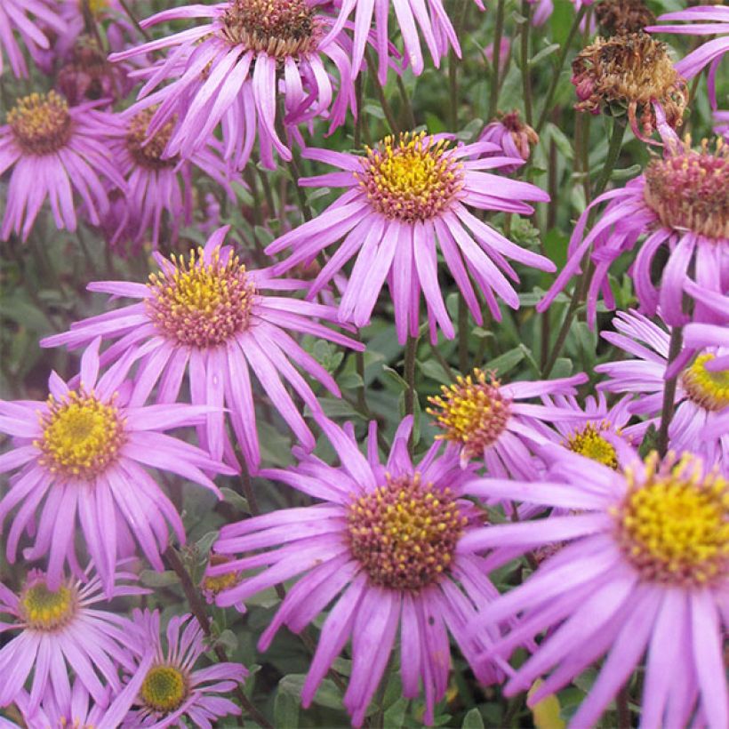 Aster amellus Sonia - Astro di Virgilio (Flowering)