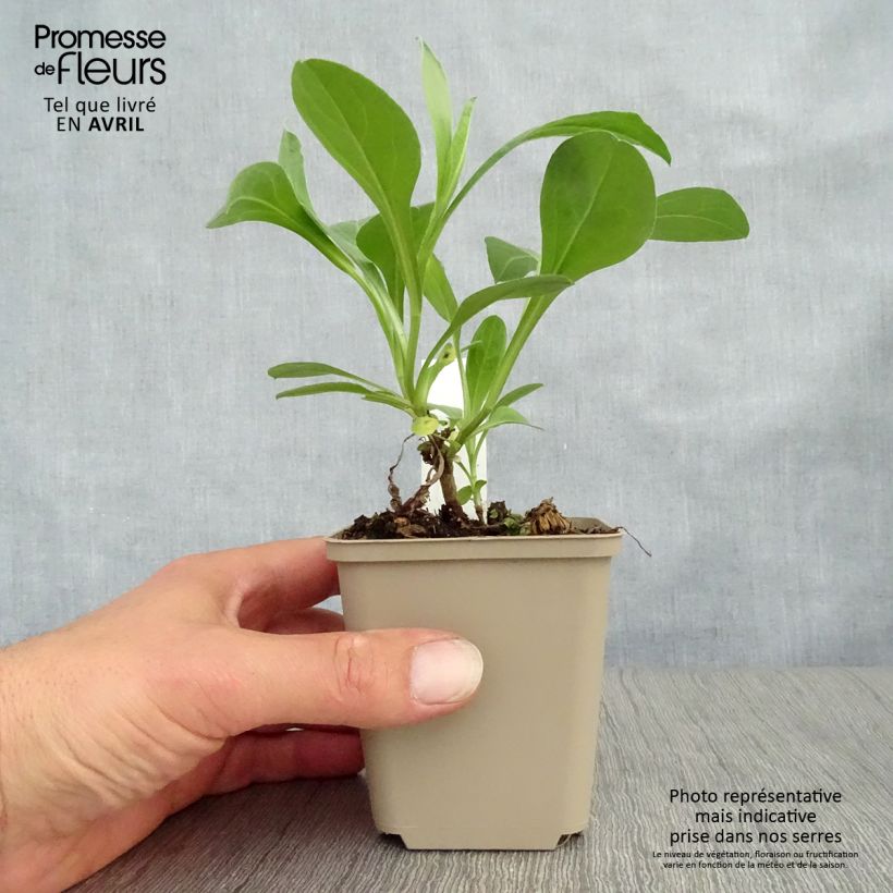 Example of Aster amellus Sonia - Astro di Virgilio Vasetto da 8/9 cm as you get in printemps