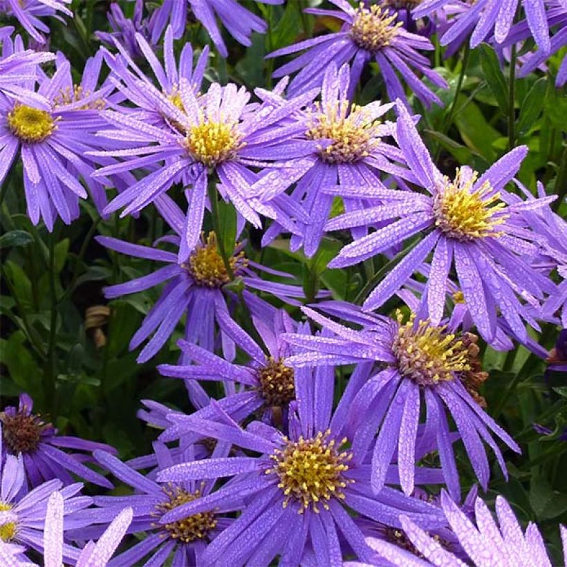 Aster amellus Sonora - Astro di Virgilio (Fioritura)