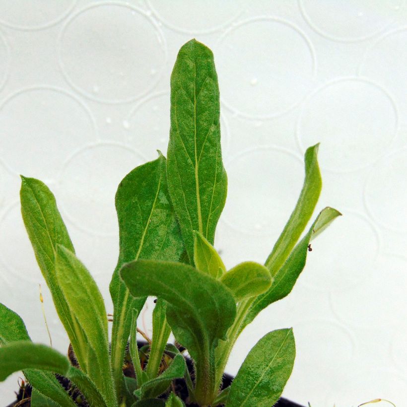 Aster amellus Sonora - Astro di Virgilio (Fogliame)