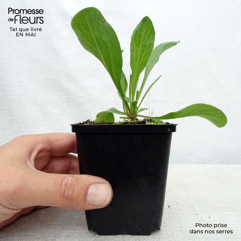 Example of Aster amellus Veilchenkönigin - Violet Queen - Astro di Virgilio Vasetto da 8/9 cm as you get in printemps