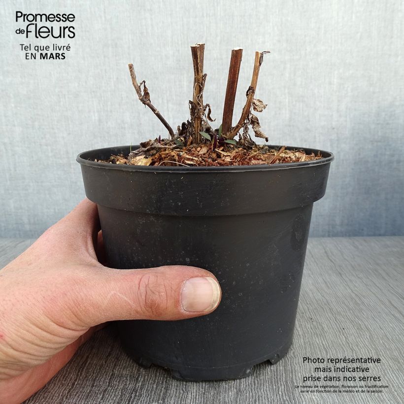 Aster cordifolius Blue Heaven Vaso da 2L/3L esemplare consegnato in inverno