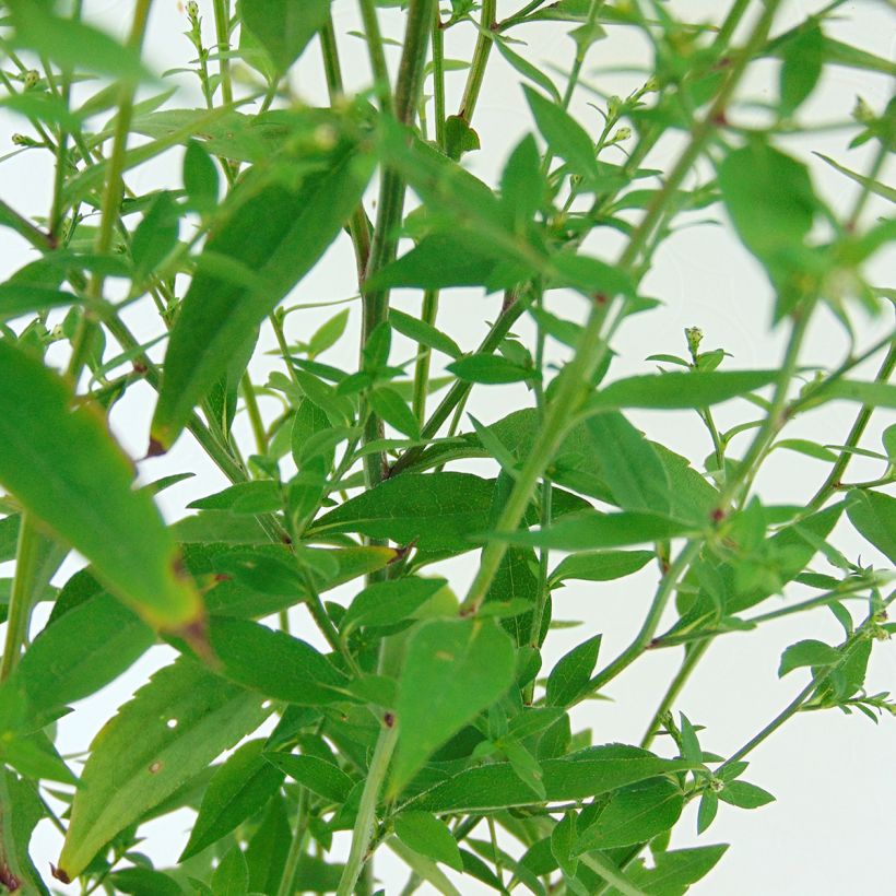 Aster cordifolius Idéal (Fogliame)
