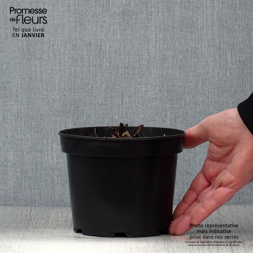 Aster cordifolius Idéal Vaso da 2L/3L esemplare consegnato in inverno