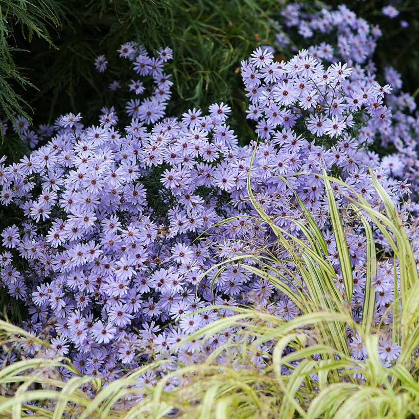 Aster cordifolius Little Carlow (Porto)