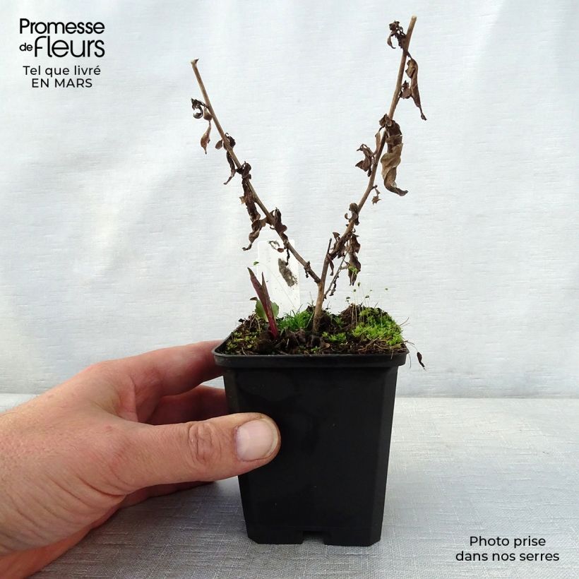 Example of Aster cordifolius Photograph Vasetto da 8/9 cm as you get in printemps