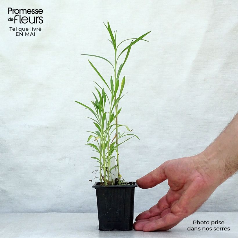 Aster datschii Vasetto da 8/9 cm esemplare consegnato in primavera