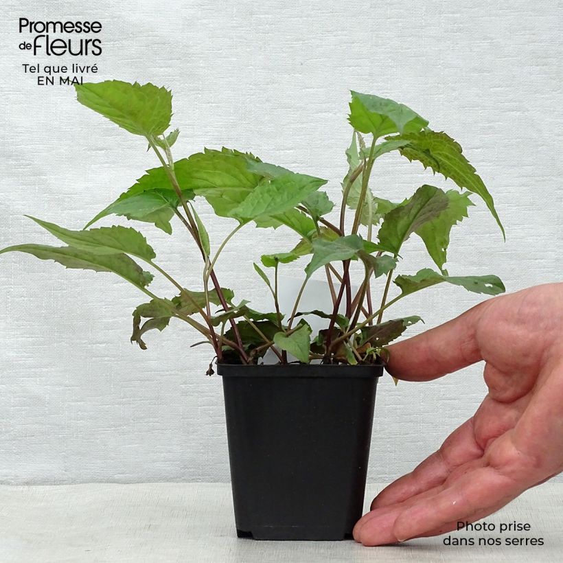 Aster divaricatus Vasetto da 8/9 cm esemplare consegnato in primavera