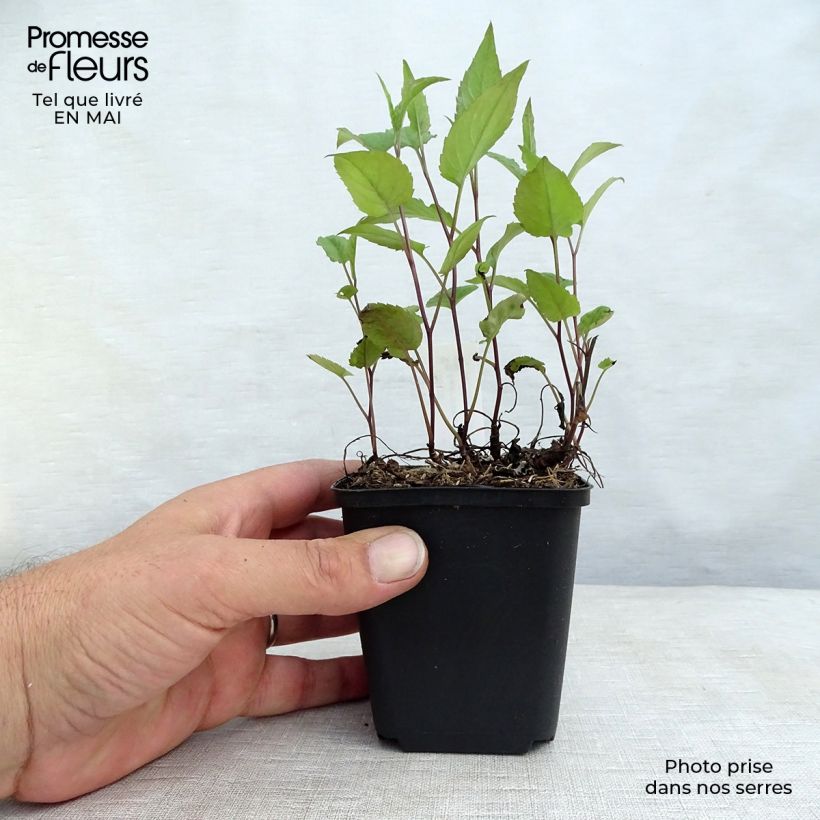 Example of Aster divaricatus Beth Chatto Vasetto da 8/9 cm as you get in printemps