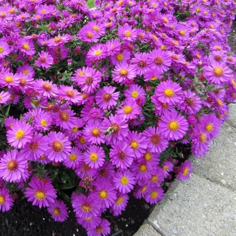 Aster dumosus Anneke (Porto)