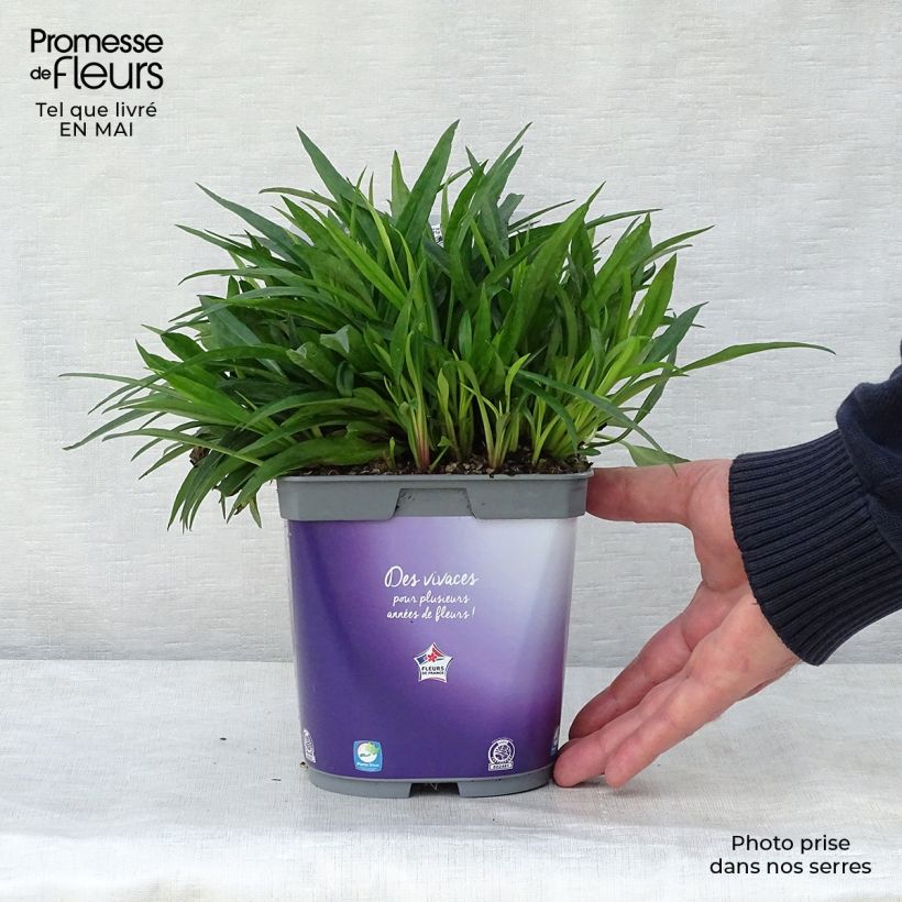 Aster dumosus Augenweide Vaso da 2L/3L esemplare consegnato in primavera