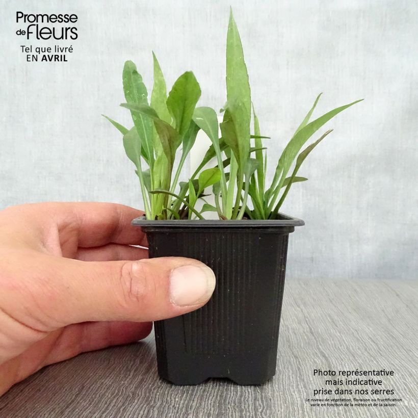 Aster dumosus Augenweide Vasetto da 8/9 cm esemplare consegnato in primavera