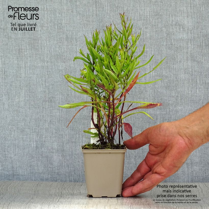 Esemplare di Aster dumosus Bahamas Vasetto da 8/9 cm consegnato in estate