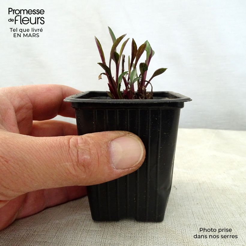 Aster dumosus Early Blue Vasetto da 7/8 cm esemplare consegnato in primavera