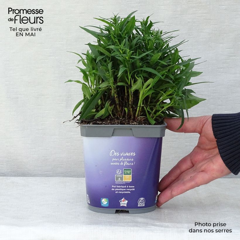 Aster dumosus Lady In Blue Vaso da 2L/3L esemplare consegnato in primavera