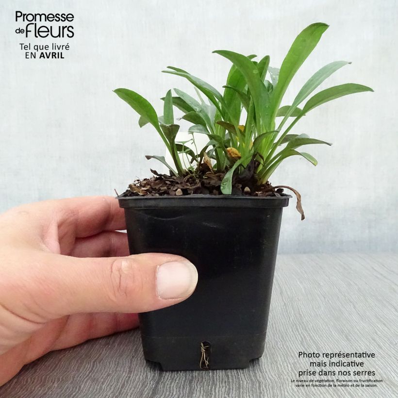 Example of Aster dumosus Marjorie Vasetto da 8/9 cm as you get in printemps