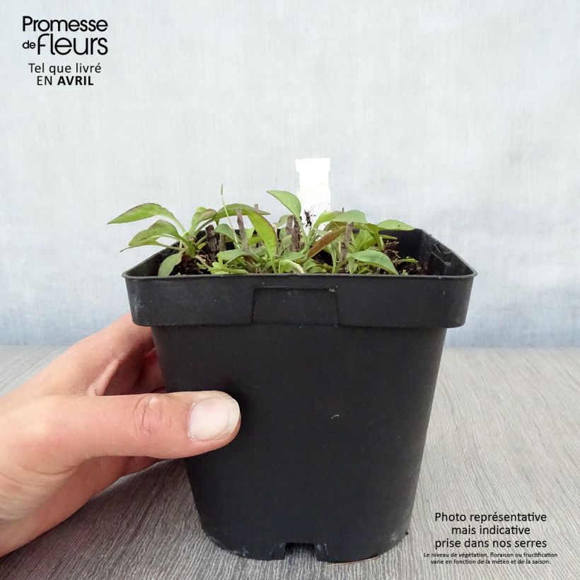 Example of Aster dumosus Marjorie Vaso da 2L/3L as you get in printemps