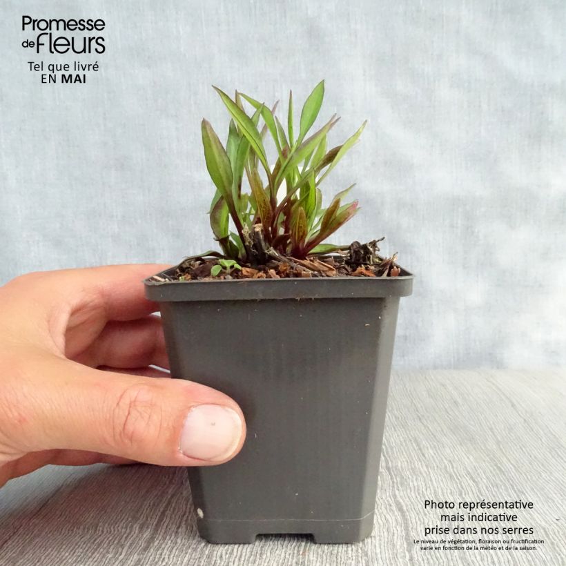 Example of Aster dumosus Neron Vasetto da 8/9 cm as you get in printemps