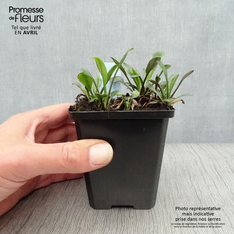 Example of Aster dumosus Rosenwichtel Vasetto da 8/9 cm as you get in printemps