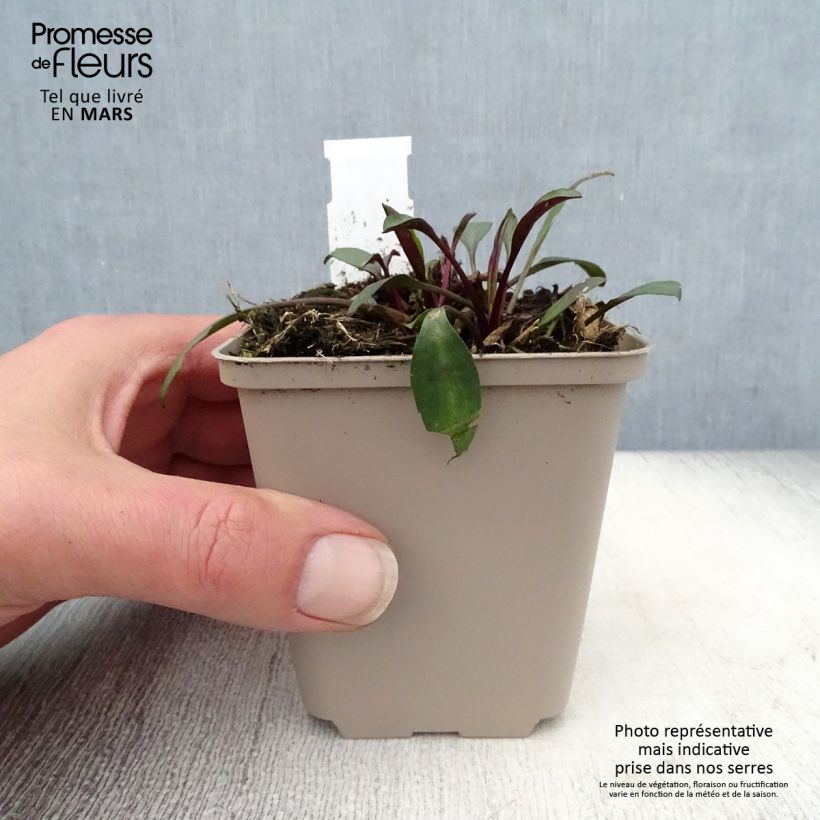 Aster dumosus Samoa Vasetto da 8/9 cm esemplare consegnato in primavera