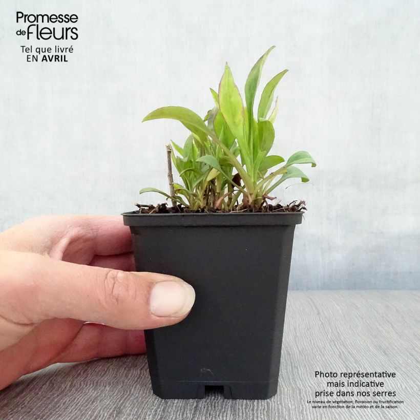 Aster dumosus Schneekissen Vasetto da 8/9 cm esemplare consegnato in primavera