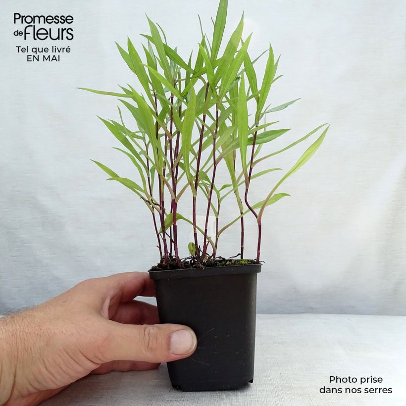 Example of Aster dumosus Tonga Vasetto da 8/9 cm as you get in printemps