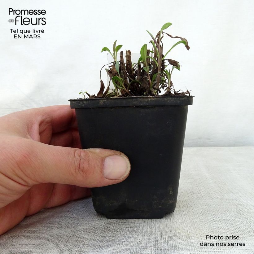 Aster ericoides Blue Wonder Vasetto da 8/9 cm esemplare consegnato in primavera